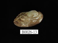 藏品(鬍魁蛤(布紋蚶))的圖片